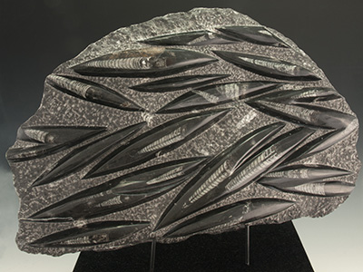Orthoceras Fossil Sculpture
